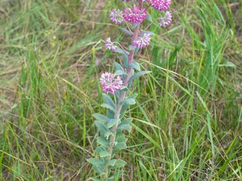 Rozchodnikowiec karpacki - zdjęcie 5