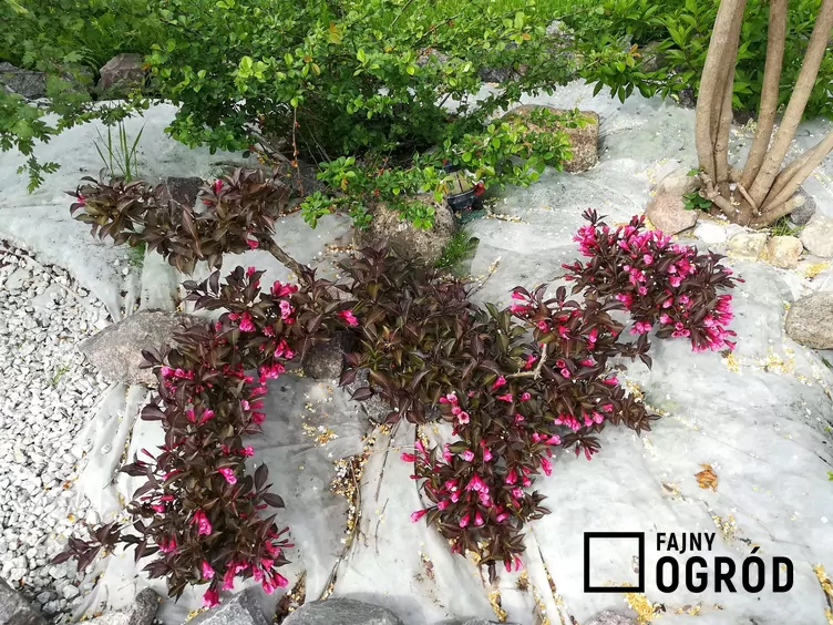 Krzewuszka aleksandra