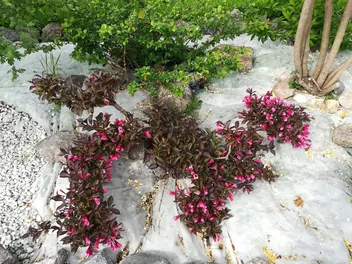 Krzewuszka cudowna 'Alexandra' - zdjęcie 2