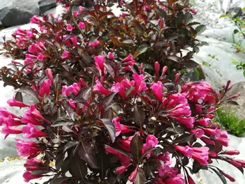 Krzewuszka cudowna 'Alexandra' - zdjęcie 3