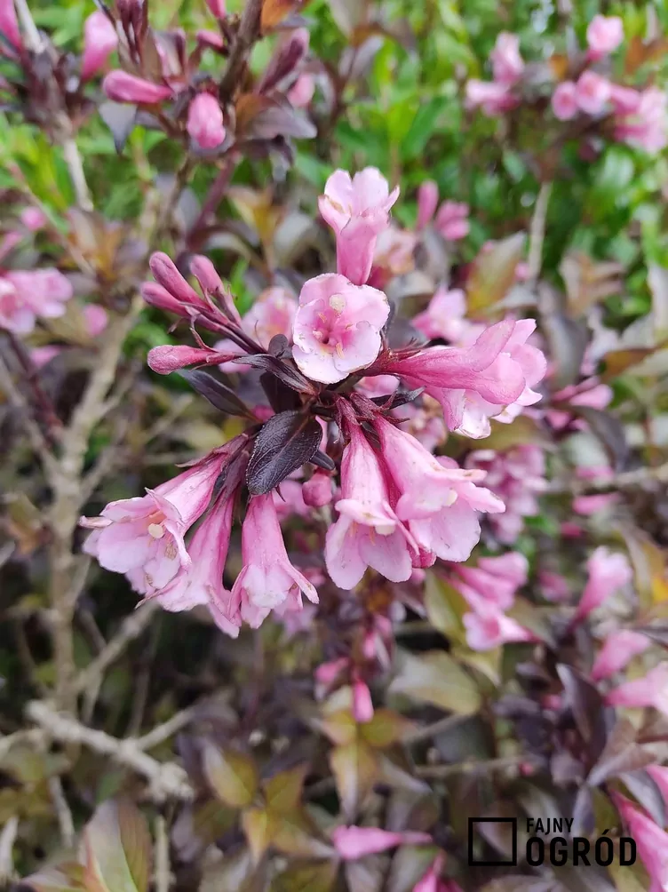 Krzewuszka cudowna 'Alexandra'