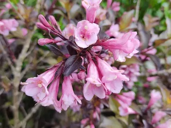 Krzewuszka cudowna 'Alexandra' - zdjęcie 4