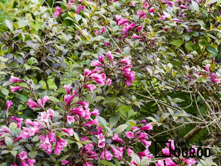 Krzewuszka cudowna 'Alexandra' - zdjęcie 5