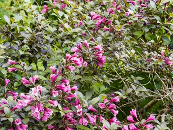 Krzewuszka cudowna 'Alexandra' - zdjęcie 5