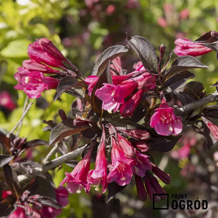 Krzewuszka cudowna 'Alexandra'