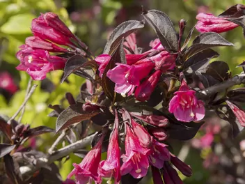 Ilustracja rośliny krzewuszka cudowna 'alexandra'