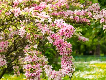 Krzewuszka cudowna 'Pink Princess' - zdjęcie 2