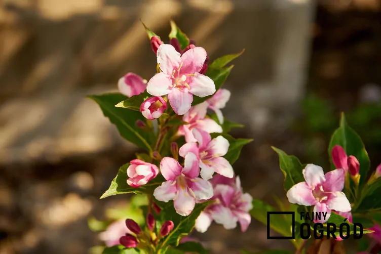 Krzewuszka cudowna 'Pink Princess'