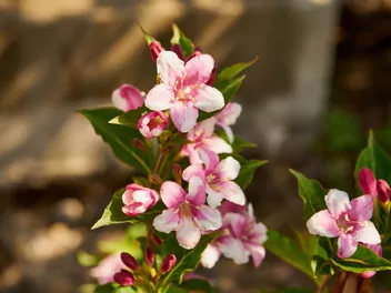 Krzewuszka cudowna 'Pink Princess' - zdjęcie 3