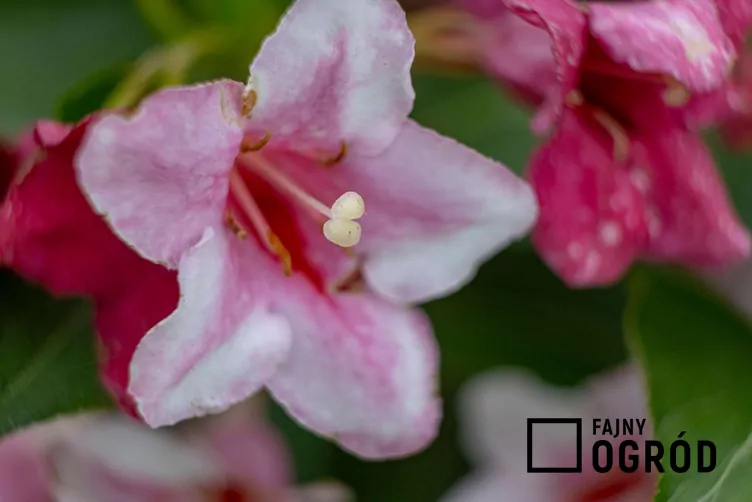 Krzewuszka cudowna 'Pink Princess'