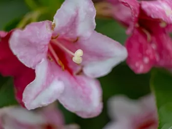 Krzewuszka cudowna 'Pink Princess' - zdjęcie 4