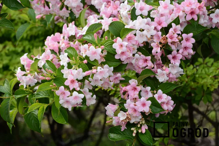 Krzewuszka cudowna 'Pink Princess' - zdjęcie 5