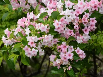 Krzewuszka cudowna 'Pink Princess' - zdjęcie 5