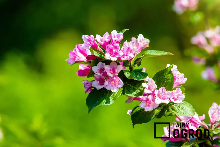 Krzewuszka cudowna 'Pink Princess'