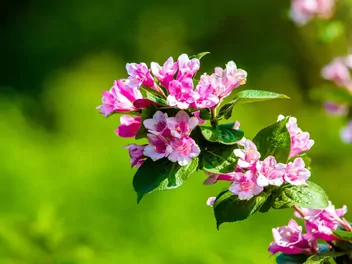 Ilustracja rośliny krzewuszka cudowna 'pink princess'