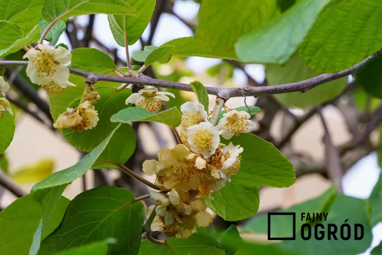 Agrest chiński Agrest chiński