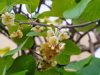 Aktinidia chińska - zdjęcie 2