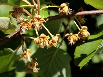 Aktinidia chińska - zdjęcie 3