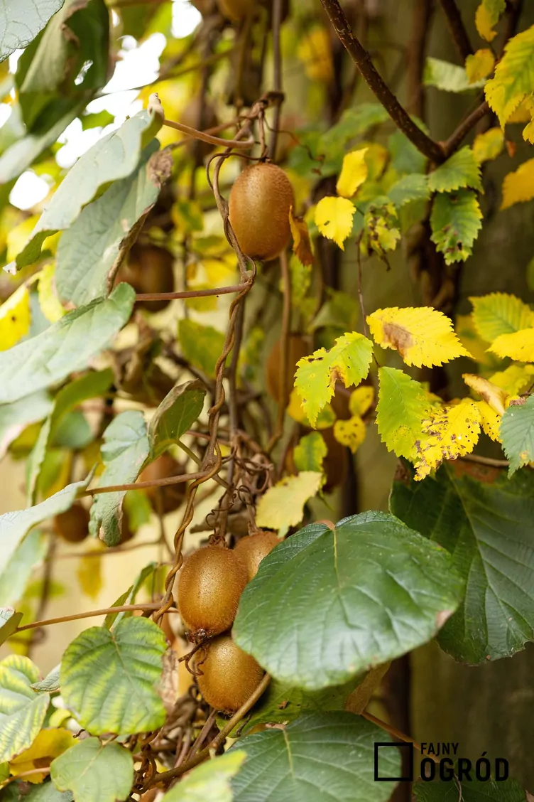Aktinidia chińska Aktinidia chińska