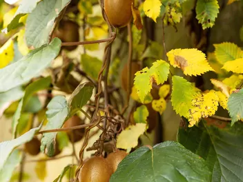 Aktinidia chińska - zdjęcie 4