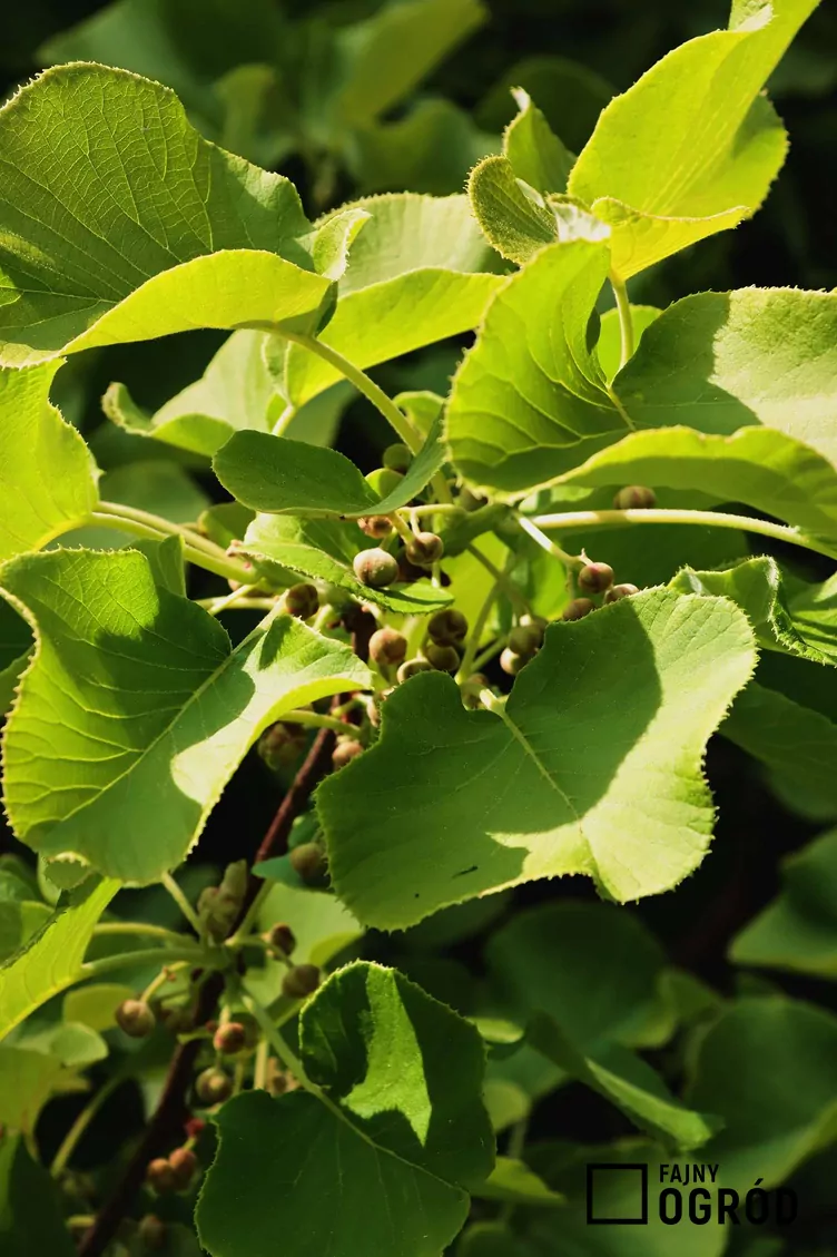 Aktinidia chińska - zdjęcie 5 Aktinidia chińska - zdjęcie 5