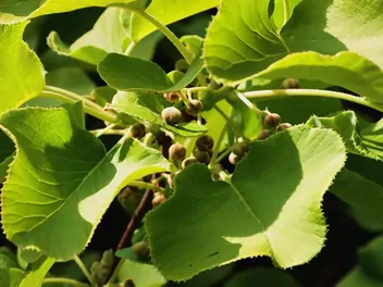 Aktinidia chińska - zdjęcie 5