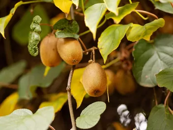 Zdjęcie ilustrujące aktinidia chińska
