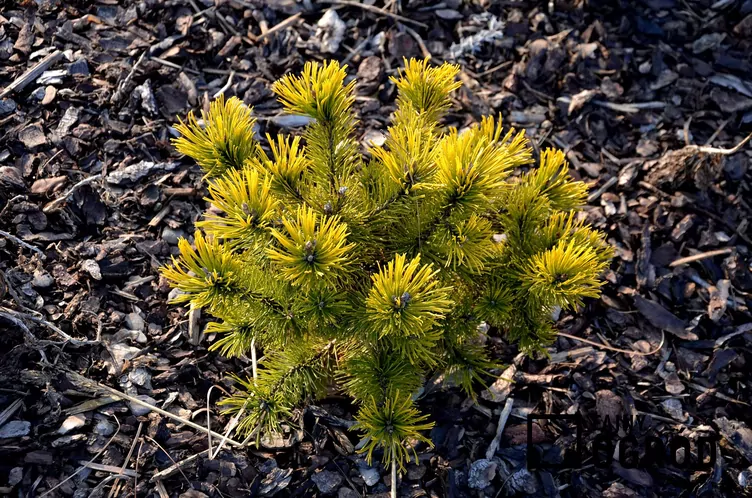 Sosna górska 'Winter Gold'