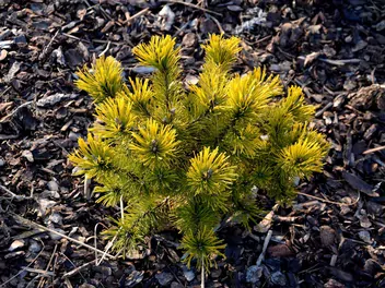 Ilustracja rośliny sosna górska 'winter gold'