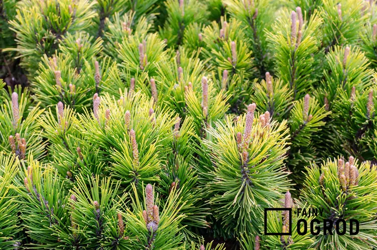 Sosna kosodrzewina 'Winter Gold'