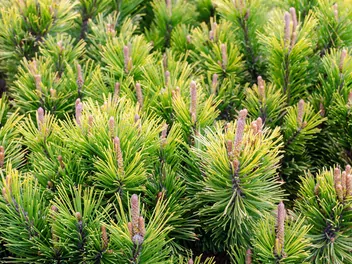 Sosna górska 'Winter Gold' - zdjęcie 3