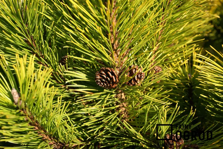 Sosna górska 'Winter Gold'