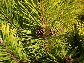 Sosna górska 'Winter Gold' - zdjęcie 4