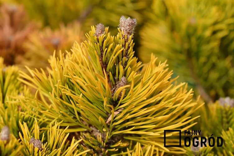 Sosna górska 'Winter Gold' - zdjęcie 5