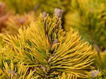 Sosna górska 'Winter Gold' - zdjęcie 5