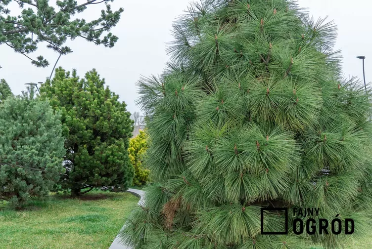 Sosna Jeffreya 'Joppi'