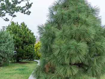 Ilustracja rośliny sosna jeffreya 'joppi'