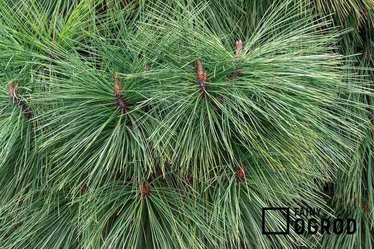 Sosna jeffreya joppi