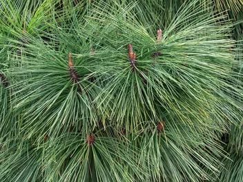 Sosna Jeffreya 'Joppi' - zdjęcie 2