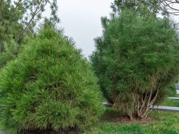 Sosna Jeffreya 'Joppi' - zdjęcie 3