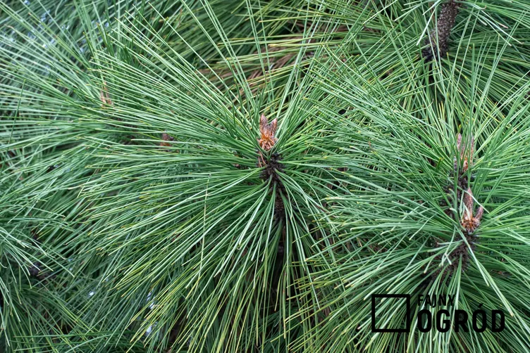 Sosna Jeffreya 'Joppi'