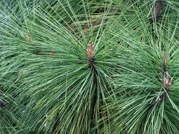 Sosna Jeffreya 'Joppi' - zdjęcie 4