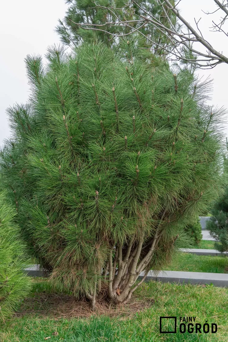 Sosna Jeffreya 'Joppi' - zdjęcie 5