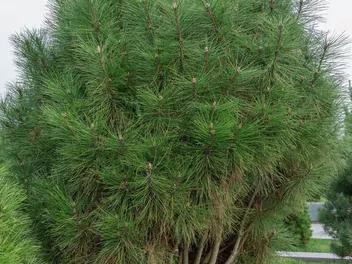 Sosna Jeffreya 'Joppi' - zdjęcie 5