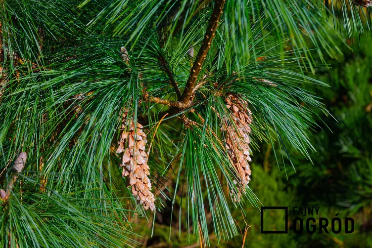 Sosna Schwerina 'Wiethorst'