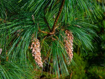 Ilustracja rośliny sosna schwerina 'wiethorst'