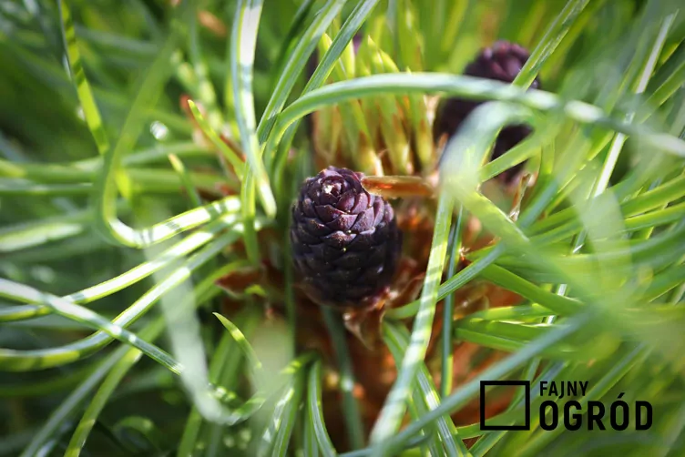 Sosna schwerina wiethorst