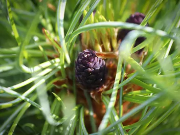 Sosna Schwerina 'Wiethorst' - zdjęcie 2