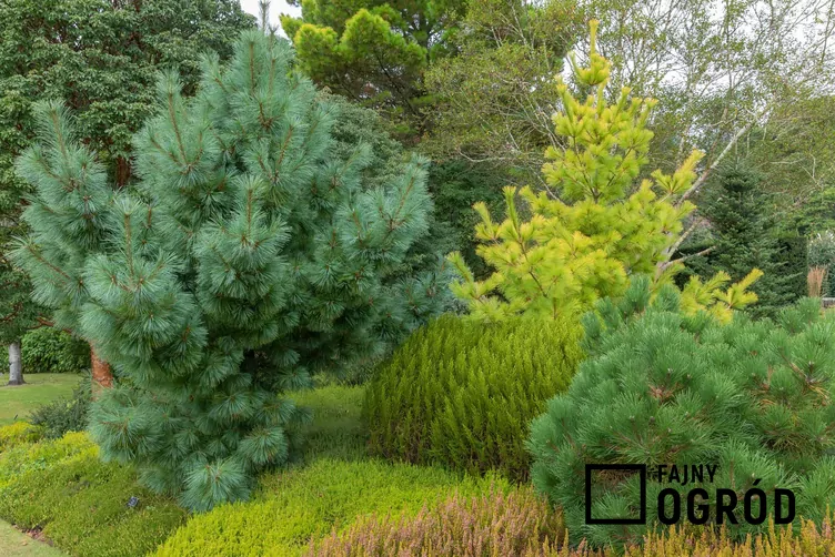 Sosna Schwerina 'Wiethorst'