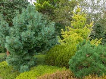 Sosna Schwerina 'Wiethorst' - zdjęcie 3